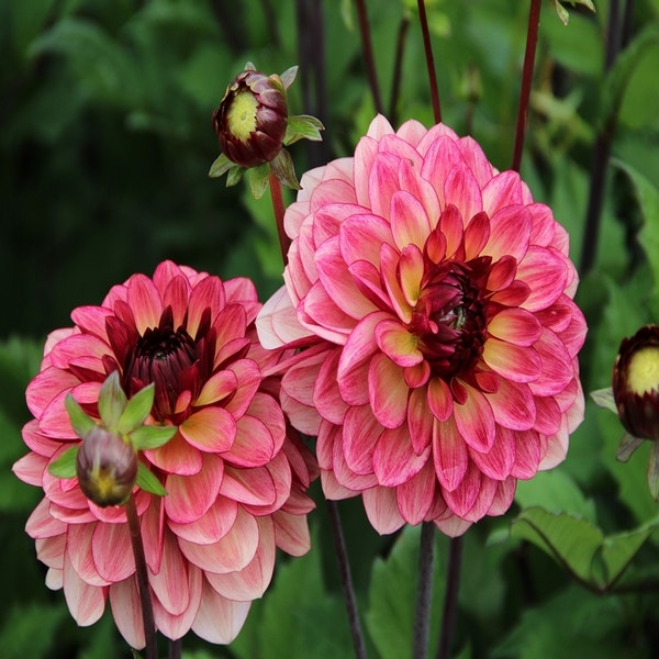 Dahlia 'Crème de Cognac'