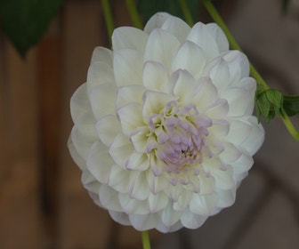 Dahlia (Dahlia 'Eveline')