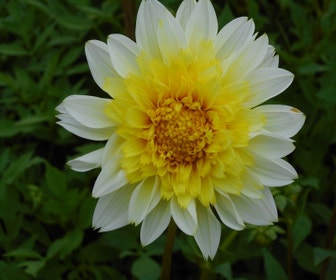 Dahlia (Dahlia 'Freya's Paso Doble')