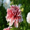 Dahlia ('Frost Nip')