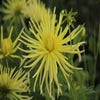 Dahlia ('Gryson's Yellow Spider')
