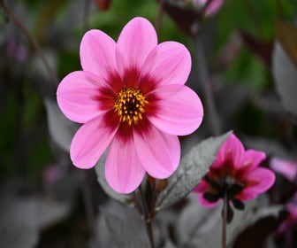 Dahli (Dahlia 'Happy Single Wink')