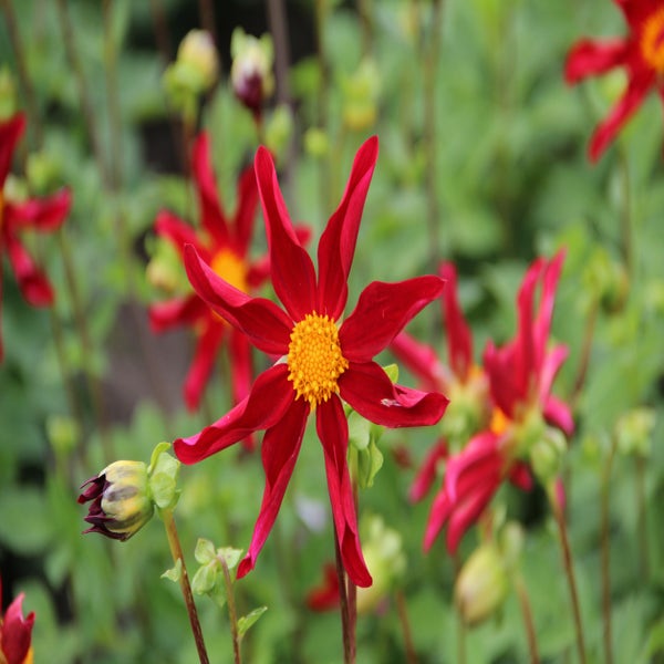 Dahlia ('Honka Rood')