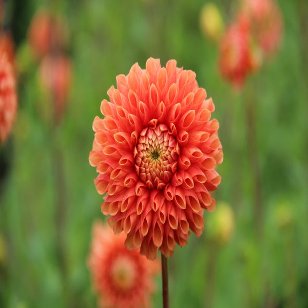 Dahlia 'Jowey Linda' (Dahlia 'Jowey Linda')