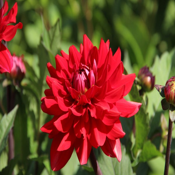 Dahlia 'Karma Amora' ® (Dahlia 'Karma Amora' ®)