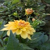 Dahlia (Dahlia 'Karma Gold')