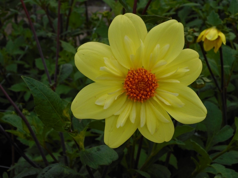 Dahlia