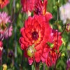 Dahlia (Dahlia 'Kilburn Glow' ') 
