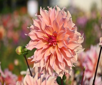 Dahlia (Dahlia 'Labyrinth')