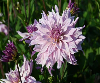 Dahlia (Dahlia 'Labyrinth Twotone')