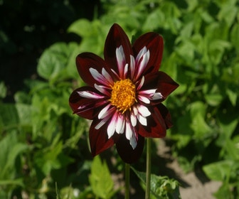 Dahlia (Dahlia 'Night Butterfly')
