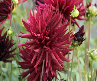 Dahlia (Dahlia 'Nuit d'Eté')