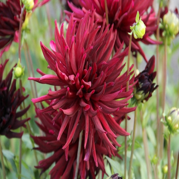 Dahlia (Dahlia 'Nuit d'Eté')