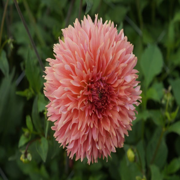 Dahlia 'Orange Fubuki' 

