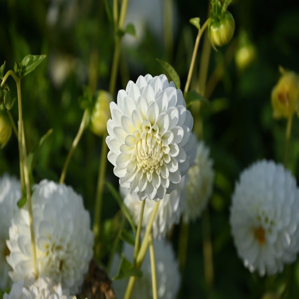 Dahlia 'Orsett Beauty'