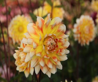 Dahlia (Dahlia 'Peaches and Cream' ®)
