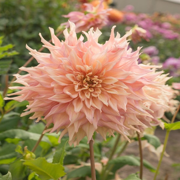 Dahlia 'Penhill Watermelon' (Dahlia 'Penhill Watermelon')