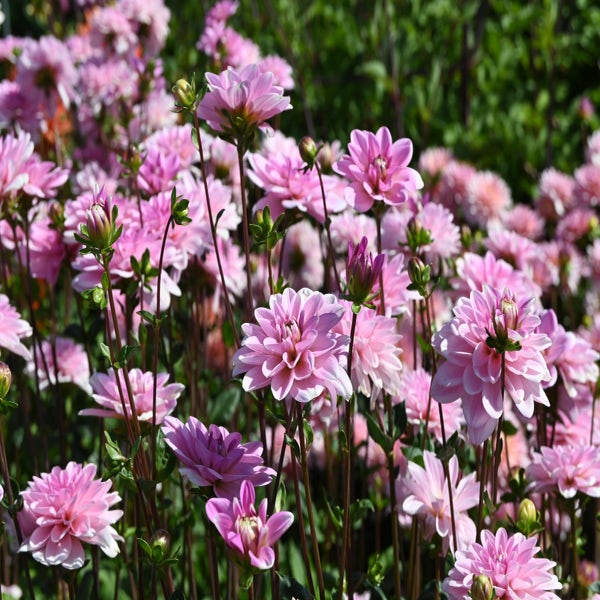 Dahlia 'Pink Perception'  ™