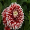 Dahlia (Dahlia 'Red and White Fubuki')