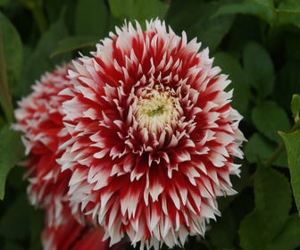 Dahlia (Dahlia 'Red and White Fubuki')