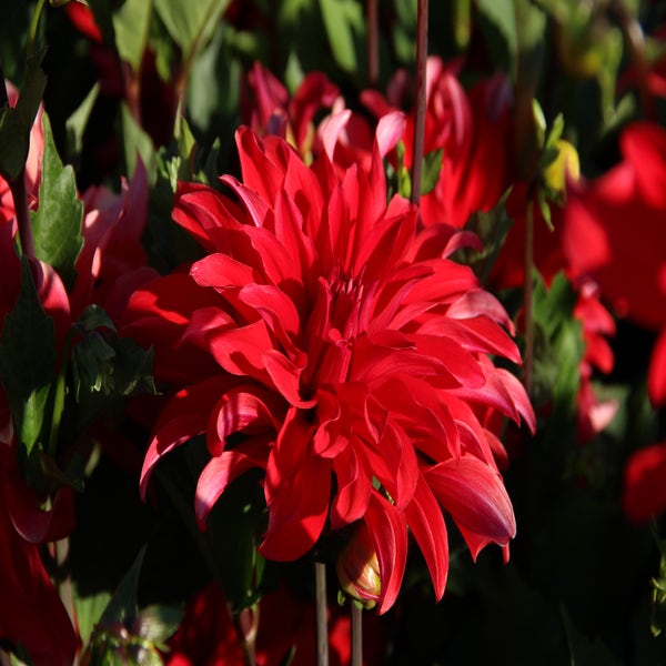 Dahlia (Dahlia 'Red Labyrinth')