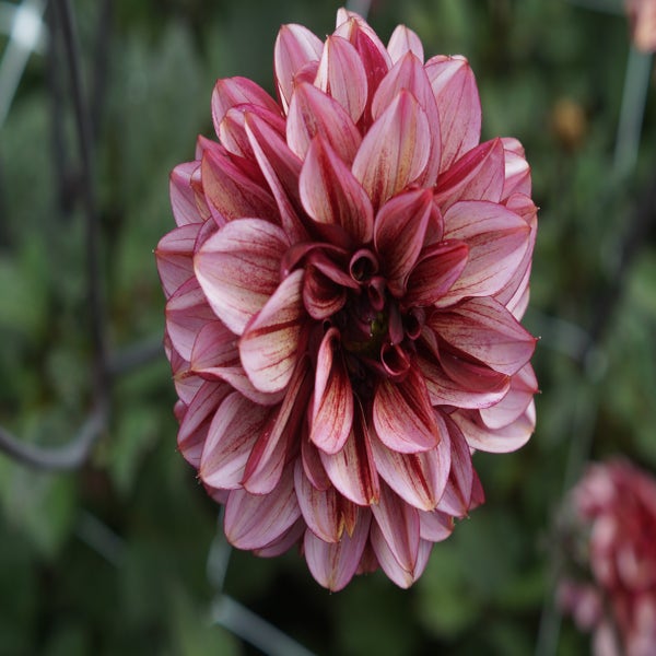 Dahlia 'Senior's Hope' 
