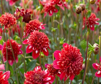 Dahlia (Dahlia 'Speech')