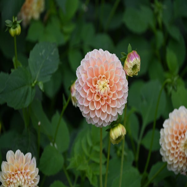 Dahlia 'Sweet Suzanne' (Dahlia 'Sweet Suzanne')