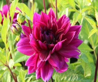 Dahlia (Dahlia 'Thomas A. Edison')