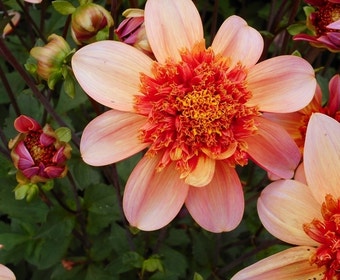 Dahlia (Dahlia 'Totally Tangerine')