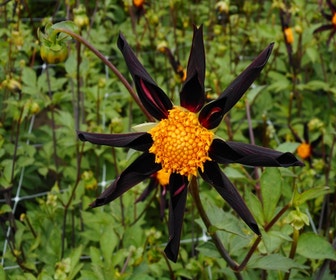 Dahlia (Dahlia 'Verrone's Obsidian')