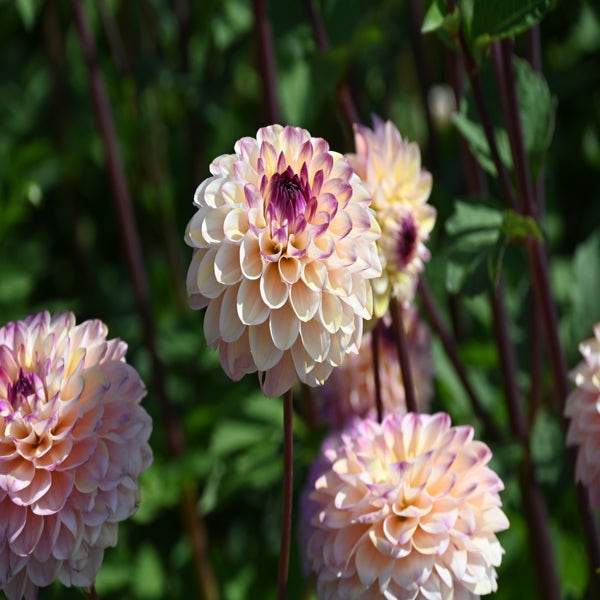 Dahlia 'Wine Eyed Jill' (Dahlia 'Wine Eyed Jill')