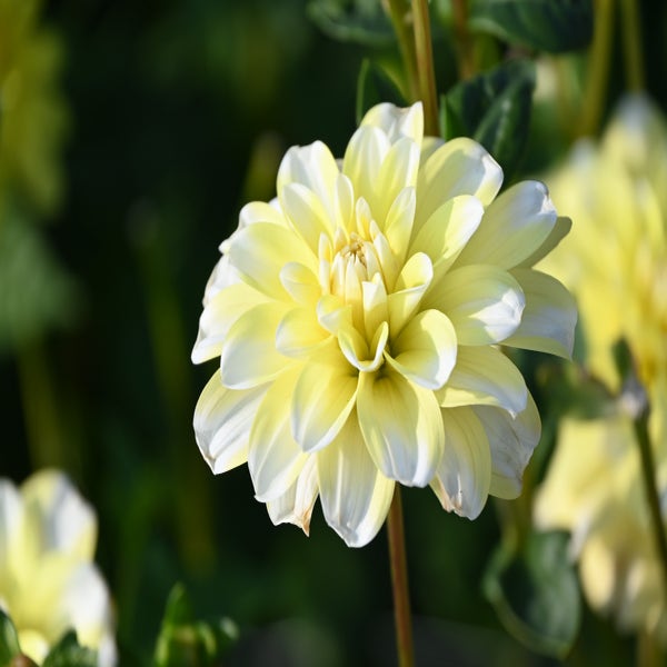 Dahlia (Dahlia 'Yellow Perception')