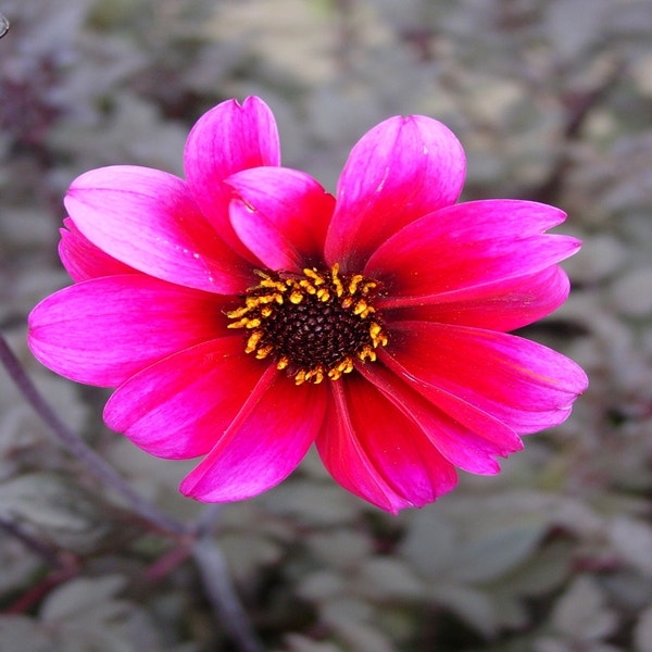 Dahlia 'Bishop of Canterbury'