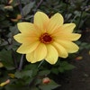Dahlia (Dahlia 'Bishop of York')
