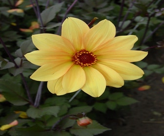 Dahlia (Dahlia 'Bishop of York')