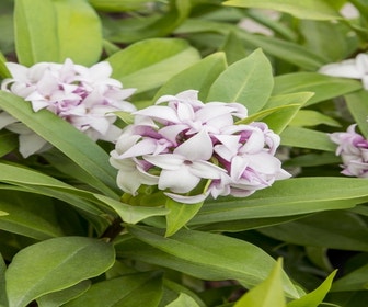 Peperboompje (Daphne ‘Perfume Princess’)