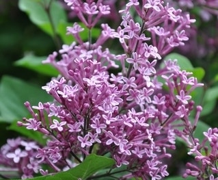 Sering (Syringa Bloomerang® 'Dark Purple')