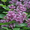 Sering op stam (Syringa Bloomerang® 'Dark Purple')