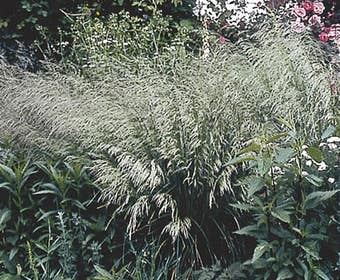 Smele (Deschampsia cespitosa)