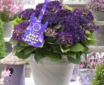 Hortensia Deep Purple Dance (Hydrangea 'Music Collection')