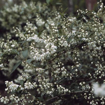 Ruwe deutzia