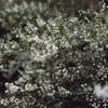Bruidsbloem (Deutzia gracilis)