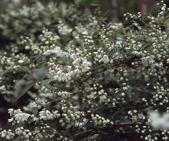 Bruidsbloem (Deutzia gracilis)