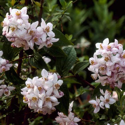 Bruidsbloem