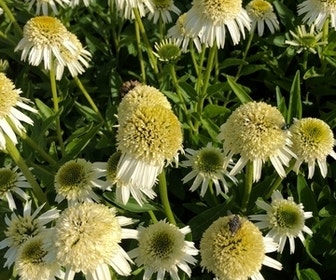 Zonnehoed (Echinacea purpurea 'Delicious Nougat')