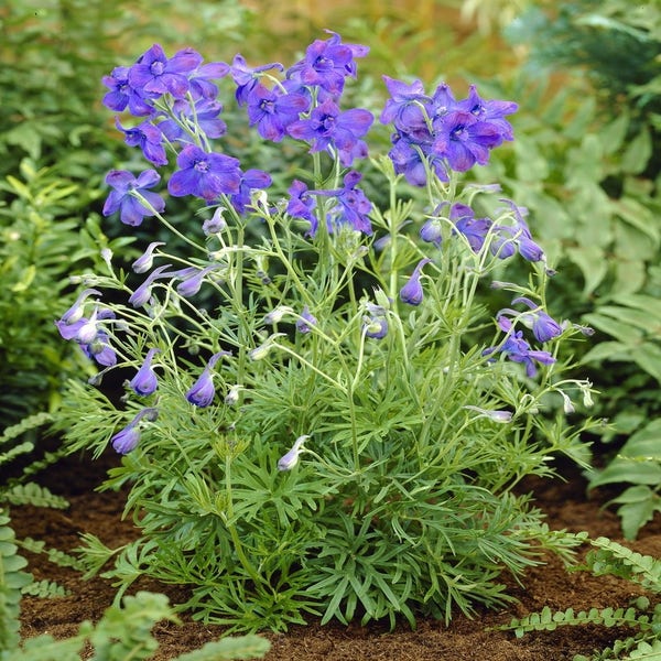 Ridderspoor (Delphinium grandiflorum 'BlueButterfly')