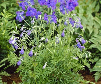 Ridderspoor (Delphinium grandiflorum 'BlueButterfly')