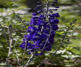Ridderspoor (Delphinium 'King Arthur')