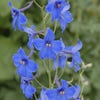 Ridderspoor (Delphinium 'Volkerfrieden')